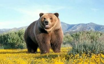 小班健康熊来啦教案6篇