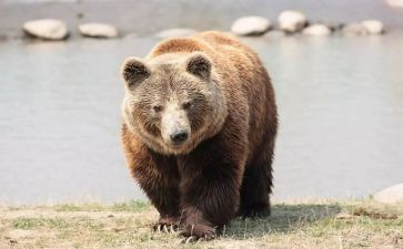 画小熊的教案最新6篇