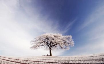 以雪为主题的活动方案模板8篇