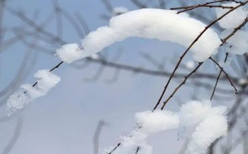 关于雪的作文800字范文推荐5篇(雪的魅力：五篇800字范文推荐)