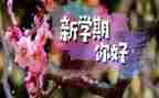 大学生学期总结及心得最新7篇