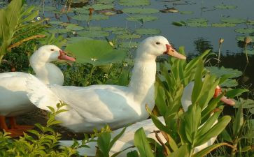 小鸭、小鸡教案最新6篇