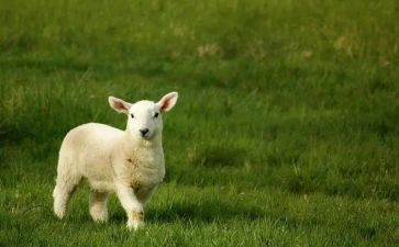 牧羊狼的读后感6篇