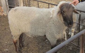 机器羊教案优秀5篇