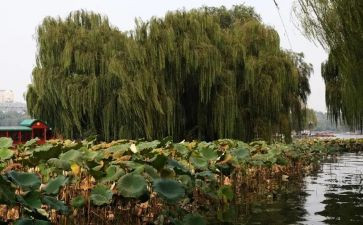 《杨柳青》教案 推荐5篇(《杨柳青》教案：5篇精选推荐)