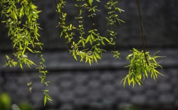 《杨柳青》教案 5篇(《杨柳青》教案：五篇精华指南)