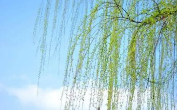 《杨柳青》教案 最新4篇(《杨柳青》教案：四篇精华指南)