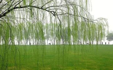 《杨柳青》教案 精选5篇(《杨柳青》教案：5篇精选，探索中国传统文化之美)