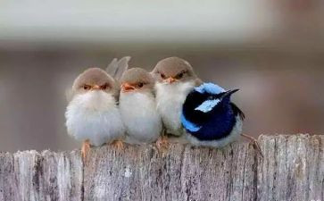 有趣的画教案优秀5篇