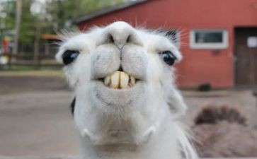 有趣的画教案最新7篇