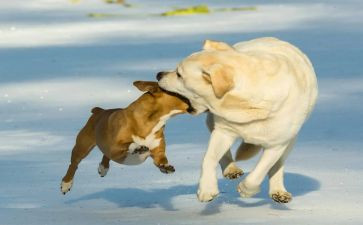 有趣的画教案参考6篇