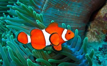 钓鱼教学反思通用7篇