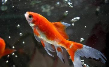 黑坑钓鱼心得6篇