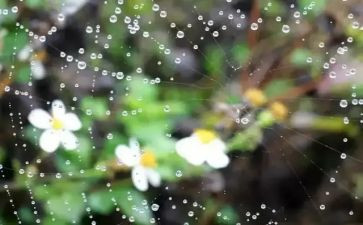 谷雨节活动方案7篇