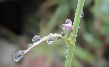 清明的雨作文5篇(清明时节，雨中思念)
