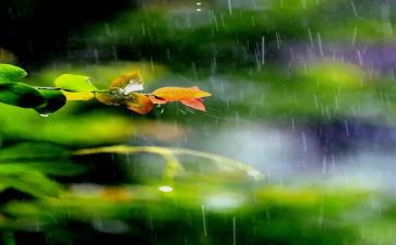 秋天的雨大班教案最新5篇