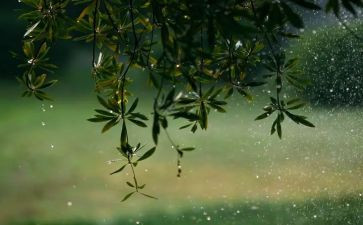 《雷雨》读后感优质6篇(《雷雨》：6篇优质读后感)