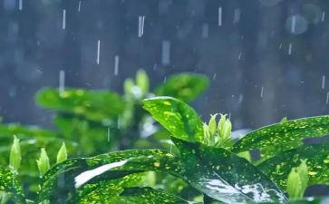 描写雨过后的作文6篇(雨后初晴，自然之美)