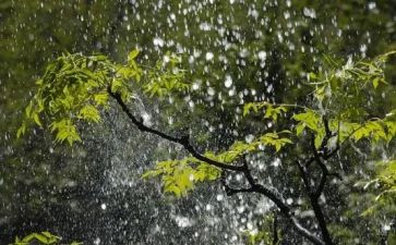 秋天的雨教案优秀教案参考5篇