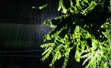 《雨后》优秀教案参考5篇(《雨后》教案精选：5篇优秀参考)