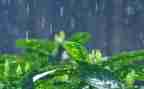 关于雨的材料作文最新6篇