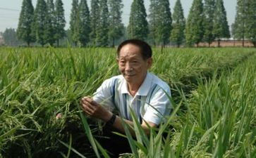 袁隆平的事迹6篇(袁隆平：杂交水稻之父的传奇人生)