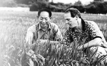 袁隆平的事迹8篇(袁隆平：杂交水稻之父的光辉传奇)