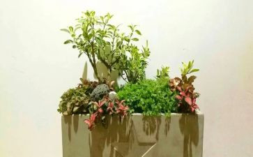 校园艺术节活动方案优质7篇