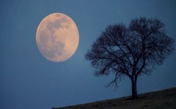 摘月亮幼儿园教案推荐5篇