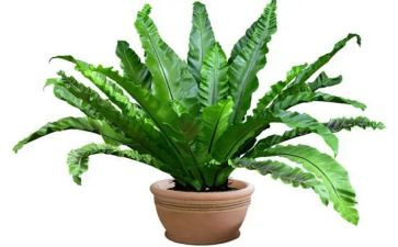植物的茎的教案精选5篇