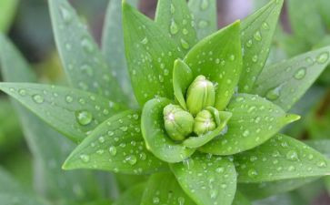 植物的茎的教案参考6篇