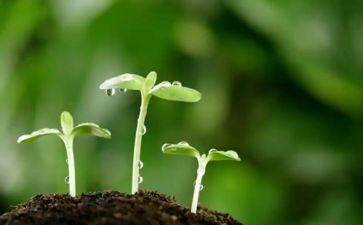 购种子合同优秀7篇