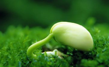 购种子合同通用7篇