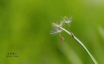 追梦吧,少年作文5篇